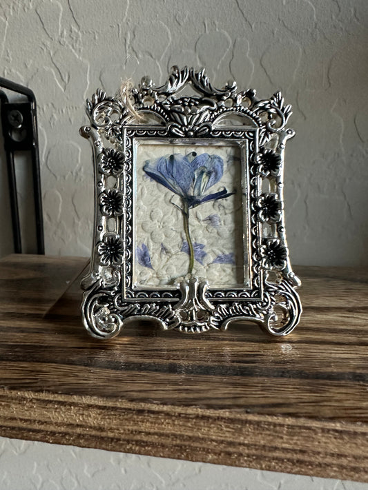 Ornate Delphinium