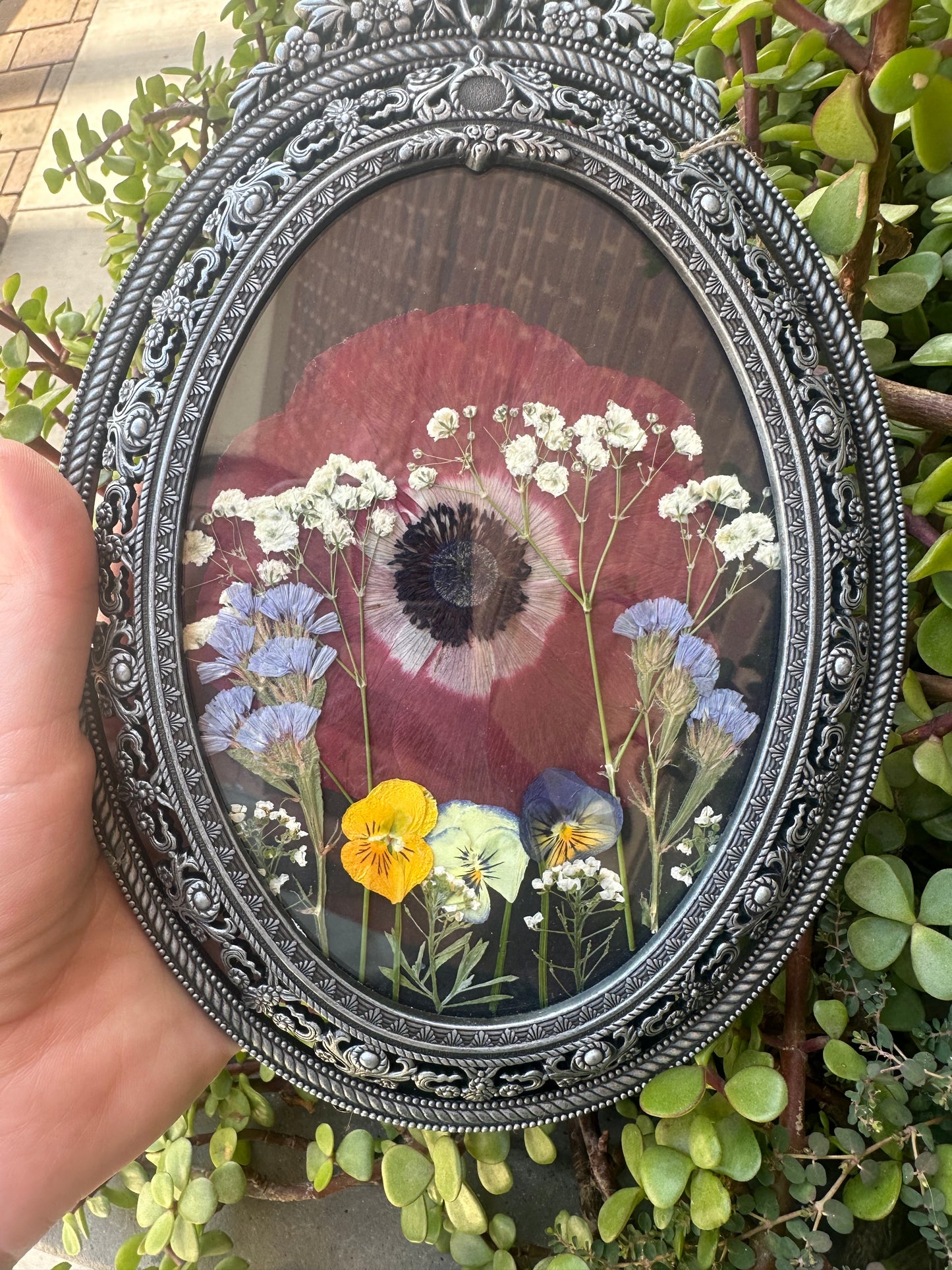 Anemone Forest